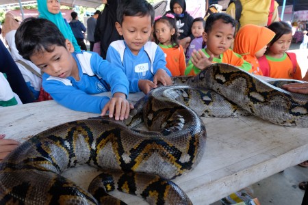 Sanca 3 Meter Ditemukan di Sunter