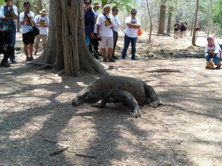 Taman Nasional Komodo akan Ditawarkan ke Peserta KTT G-20