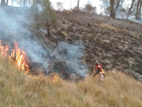 Benih Disebar di Tujuh Gunung di Jatim
