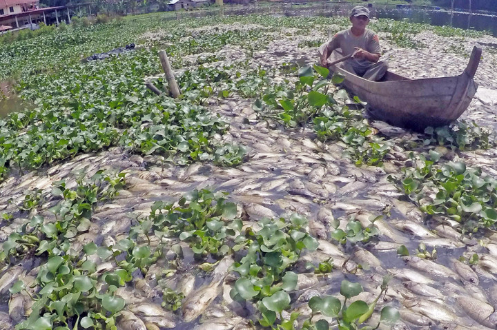 63 Ton Ikan di Danau Maninjau Mati Massal