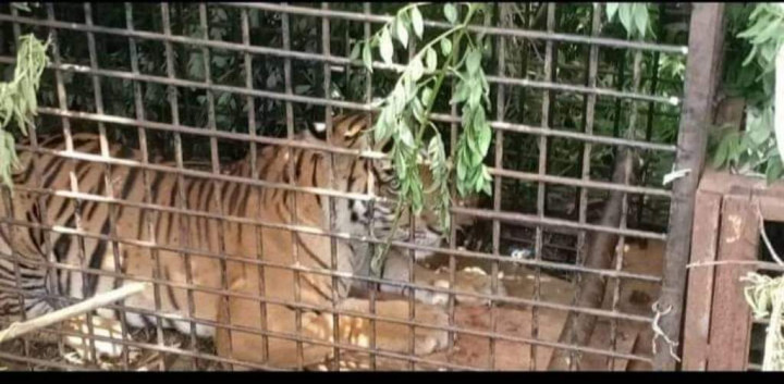 Harimau Sumatra di Sumsel Tersisa 17 Ekor