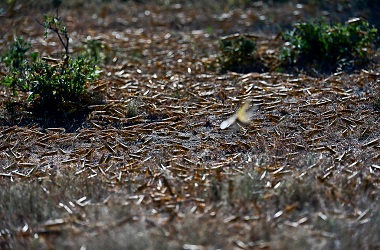 PBB Serukan Donasi untuk Atasi Hama Belalang di Afrika