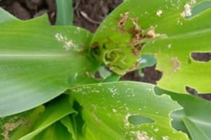 2.540 Hektare Jagung di Sikka Diserang Hama Ulat