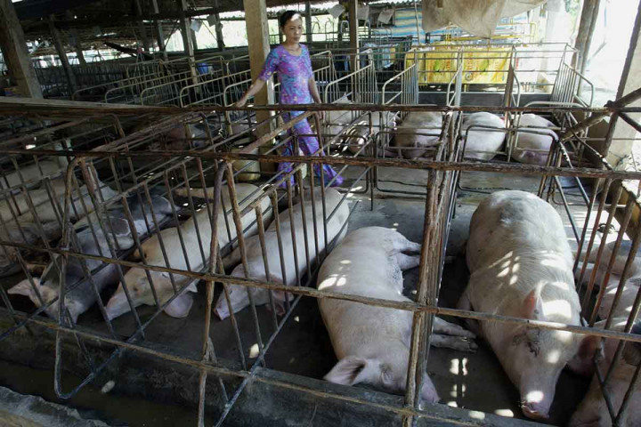 Kementan Catat 888 Ekor Babi Mati di Bali