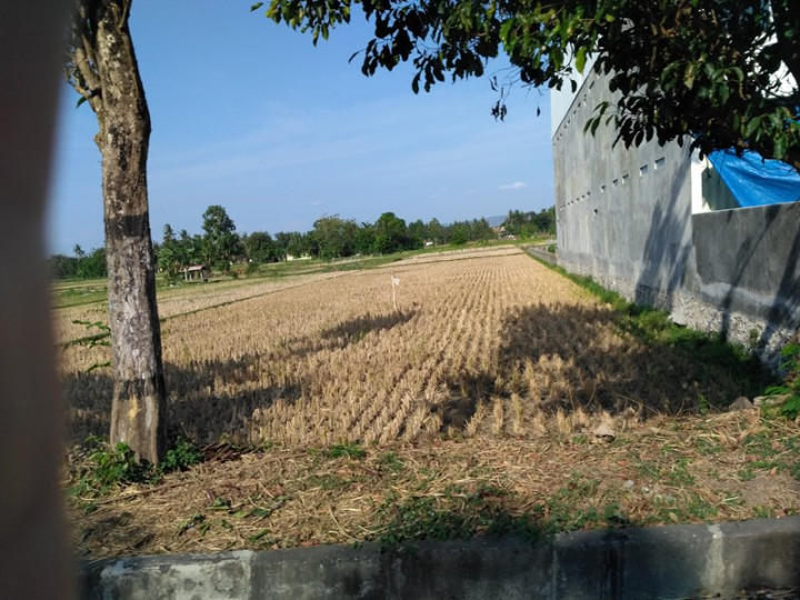 Panen Tahun Ini Diprediksi Aman