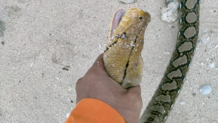 Ular Sanca 4 Meter Ditemukan di Pulau Pari