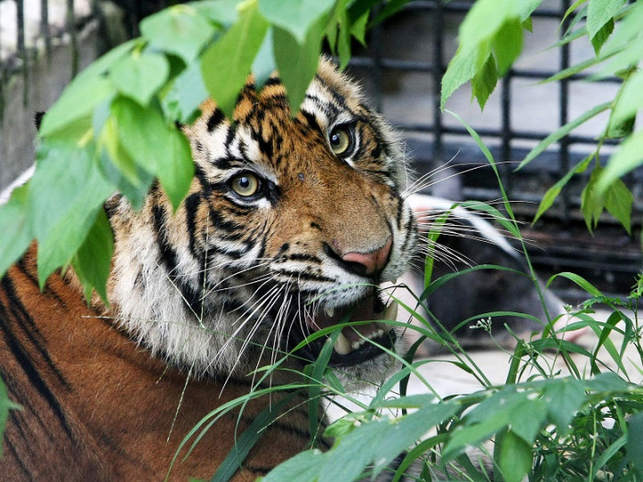 Sindikat Perdagangan Organ Harimau Ditangkap