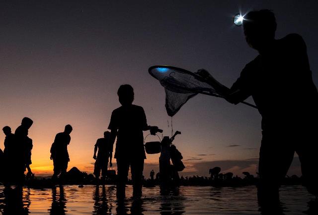 Bau nyale yaitu berburu cacing warna-warni di Lombok setahun sekali. (Foto: Dok. Biro Komunikasi Publik Kemenparekraf)