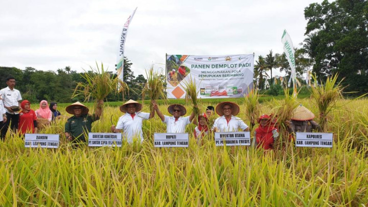 Pemupukan Berimbang Diklaim Mampu Dongkrak Produktivitas Padi