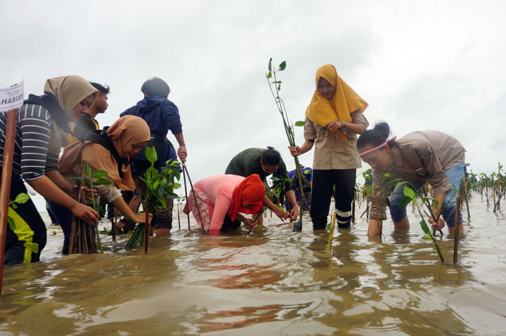10 Ribu Mangrove Ditanam di Pantai Pungkruk Jepara