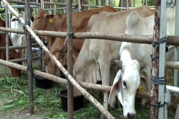 Kementan Sumbang 20 Sapi untuk Kenduri Kebangsaan