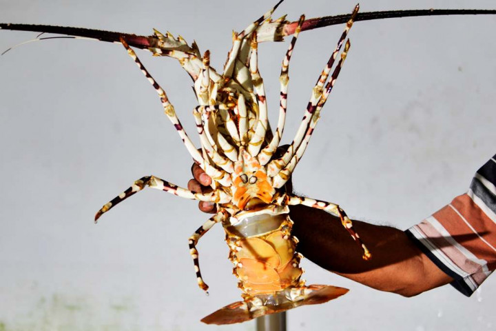 Dirjen Perikanan Jamin Peta Jalan Pengembangan Komoditas Lobster