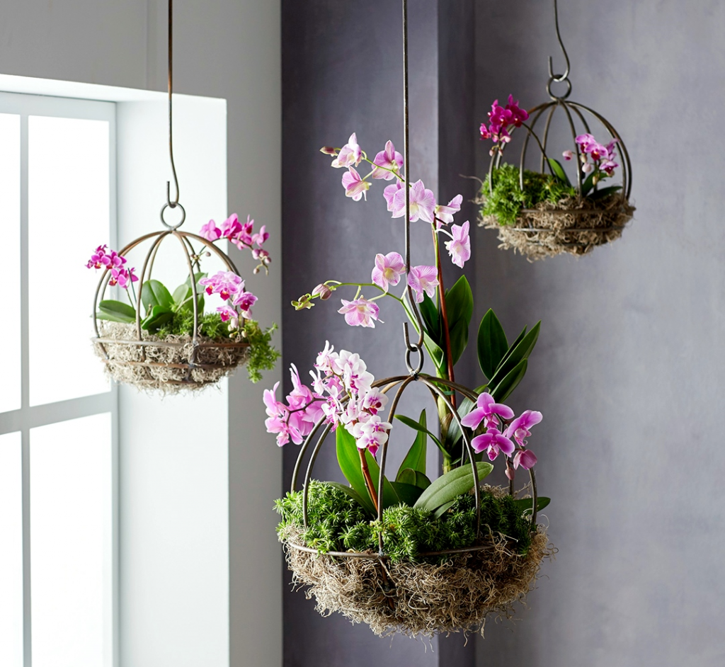 Ingin membuat tanaman gantung sendiri di rumah? Mudah, yuk ikuti langkahnya. (Foto: Dok. Bhg.com)
