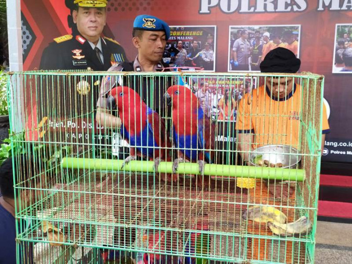 Perdagangan Ilegal Satwa Dilindungi di Malang Terbongkar