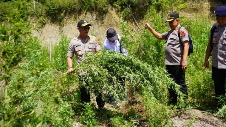 Ladang Ganja 25 Hektare di Aceh Tengah Dibakar