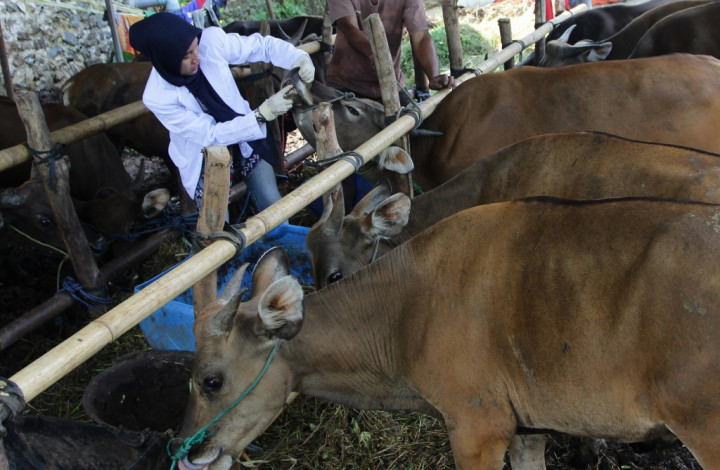 Ternak dari Endemik Antraks Diizinkan Dijual