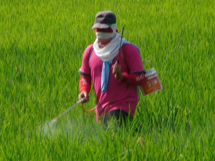 Hama Wereng Merusak 12 Hektare Tanaman Pagi di Klaten