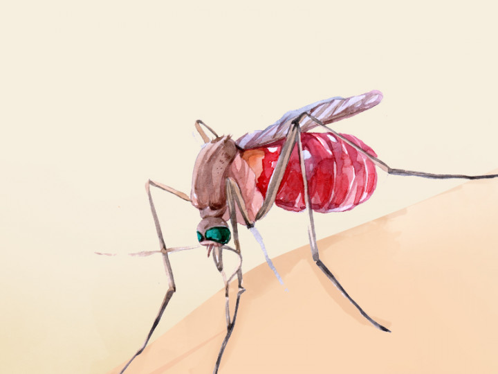 Perkembangan Kasus DBD di Kabupaten Sikka