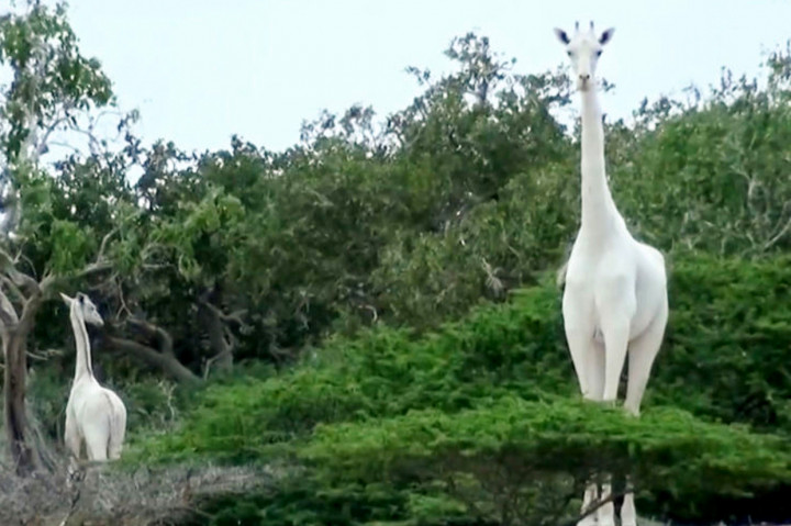 Dua Jerapah Putih Langka Dibunuh Pemburu Liar di Kenya