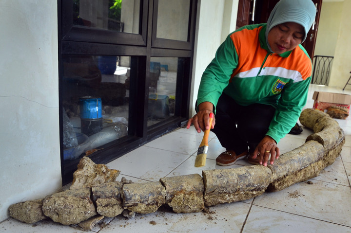 Fosil Gading Gajah Purba Ditemukan di Kudus