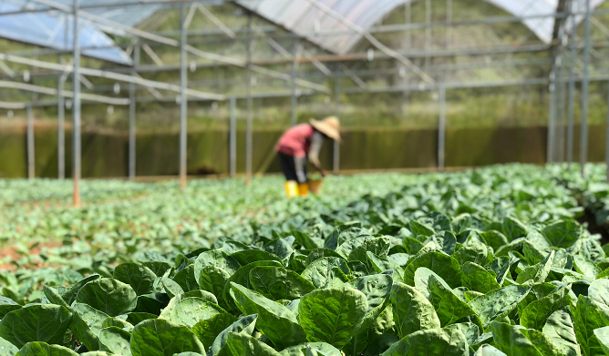 Cara Meningkatkan Produksi Pertanian Dengan Metode Organik