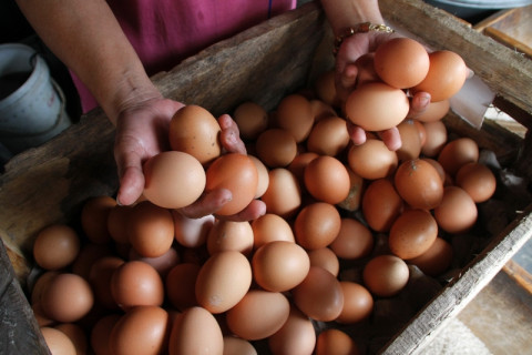 Harga Telur Ayam Ras Bergerak Naik 