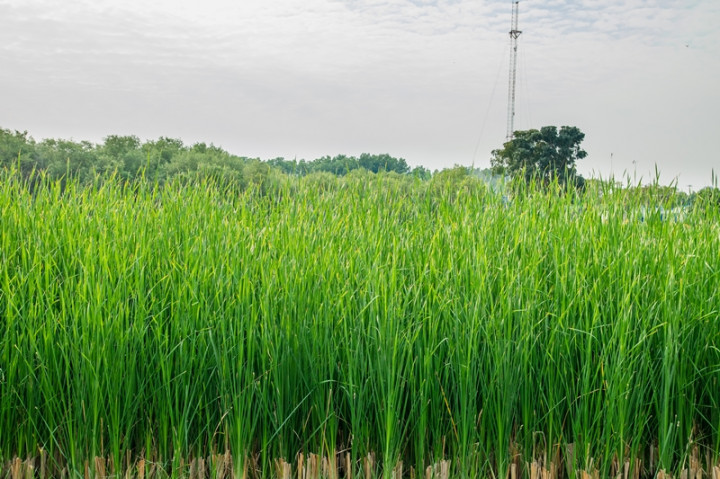 Tanaman Akar Wangi Dipercaya Cegah Longsor