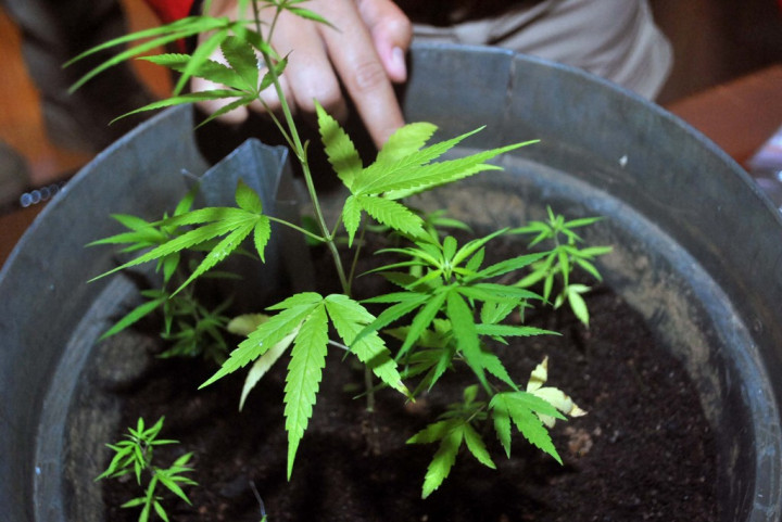 Antisipasi <i>Lockdown</i> Korona, Warga Belanda Antre Beli Ganja