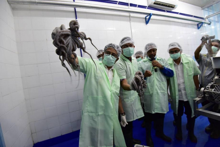 Perum Perindo Ekspor Gurita ke Jepang di Tengah Pandemi Korona