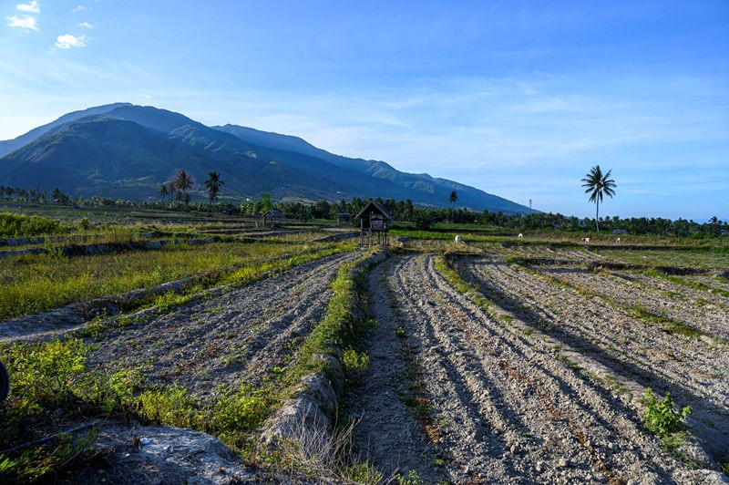 Sawah Tadah Hujan Kini Panen Tiga Kali Setahun Medcom id