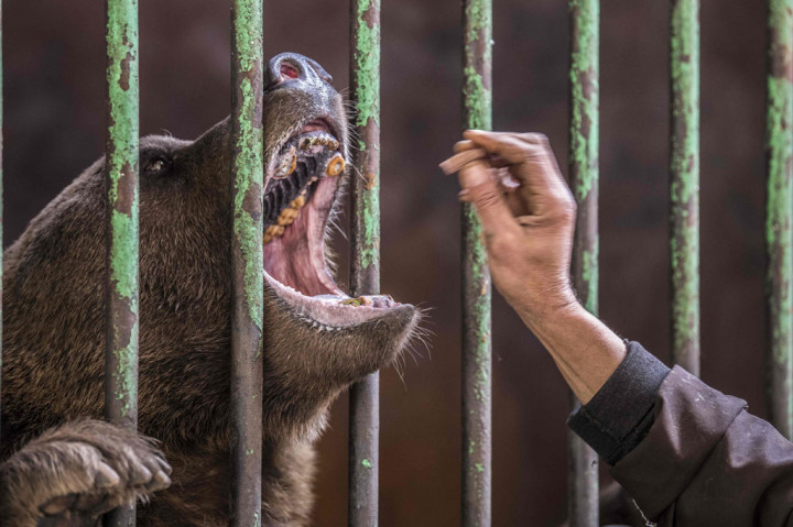 Persahabatan Penjaga dan Hewan di Kebun Binatang Kairo Saat Pandemi Covid-19
