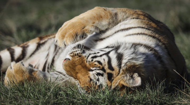 Harimau yang Terinfeksi Covid-19 Dikabarkan Mulai Membaik