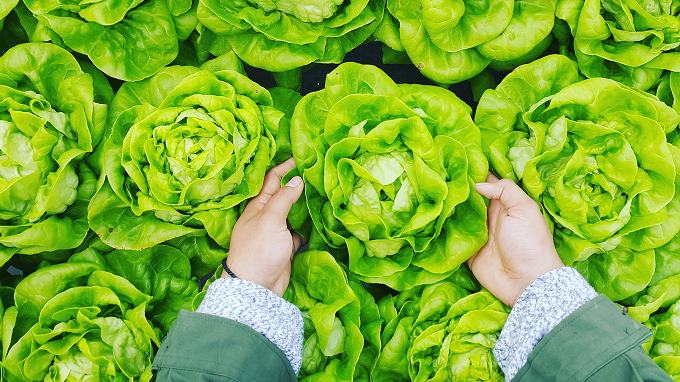 Selada merupakan pilihan yang tepat bagi para pemula untuk berkebun. (Foto: Ilustrasi. Dok. Unsplash.com)