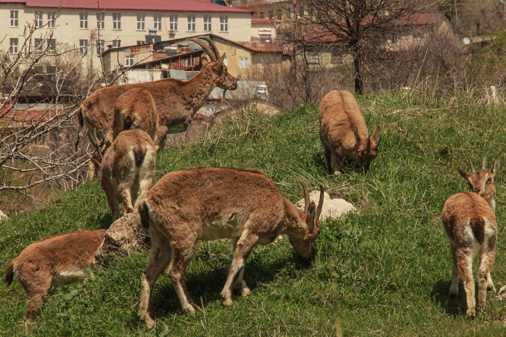 Warga Berdiam di Rumah, Kambing Gunung Turun ke Kota Tunceli Turki