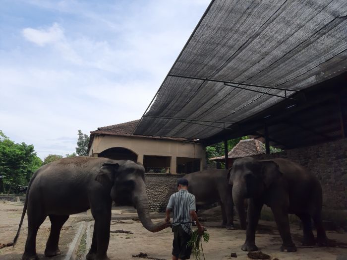 Peran Penting Petugas Kebun Binatang