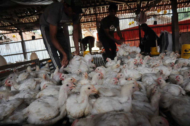 Peternak Ayam Kencangkan Ikat Pinggang