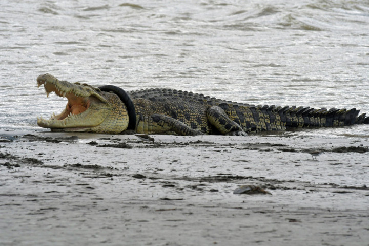 Buaya Berkalung Ban Kembali Menampakkan Diri