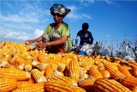 Mentan Ingin Petani Jagung Manfaatkan KUR