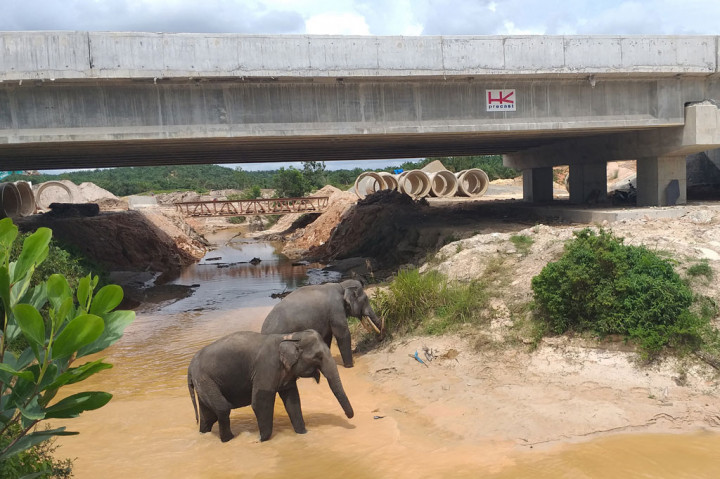 Melihat Aktivitas Gajah di Terowongan Tol Pekanbaru-Dumai