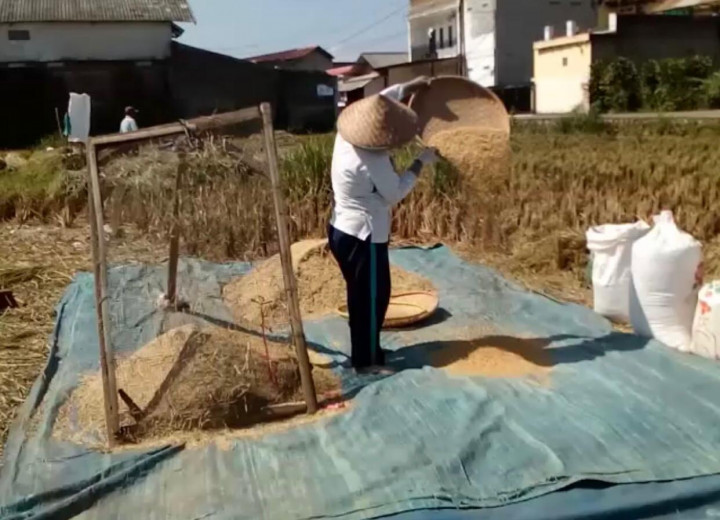 Penggunaan Benih Unggulan Genjot Produktivitas Padi