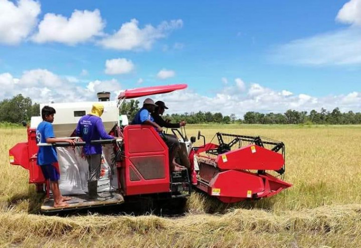 Panen Padi di Kendal Diprediksi Hingga Mei