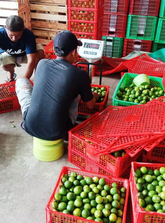 Ekspor Komoditas Hortikultura Laris, Eksportir Serap Hasil Panen Petani