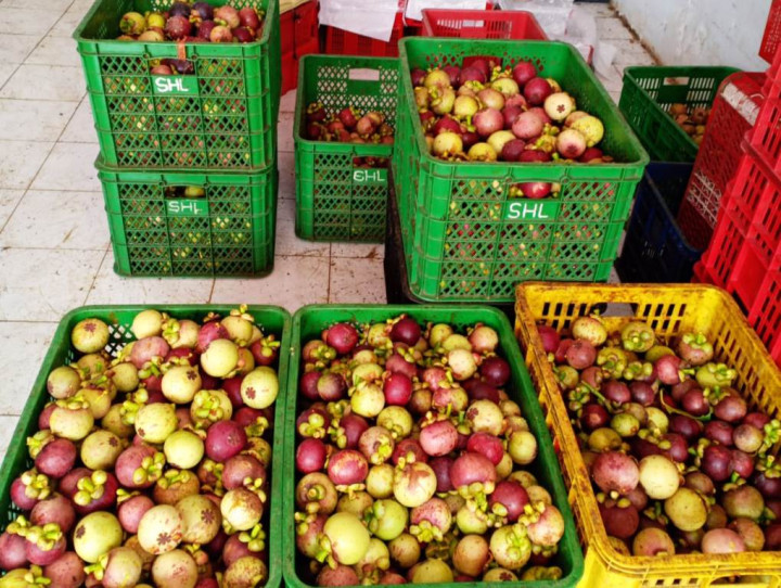 Petani Manggis Raup Berkah di Tengah Pandemi Covid-19