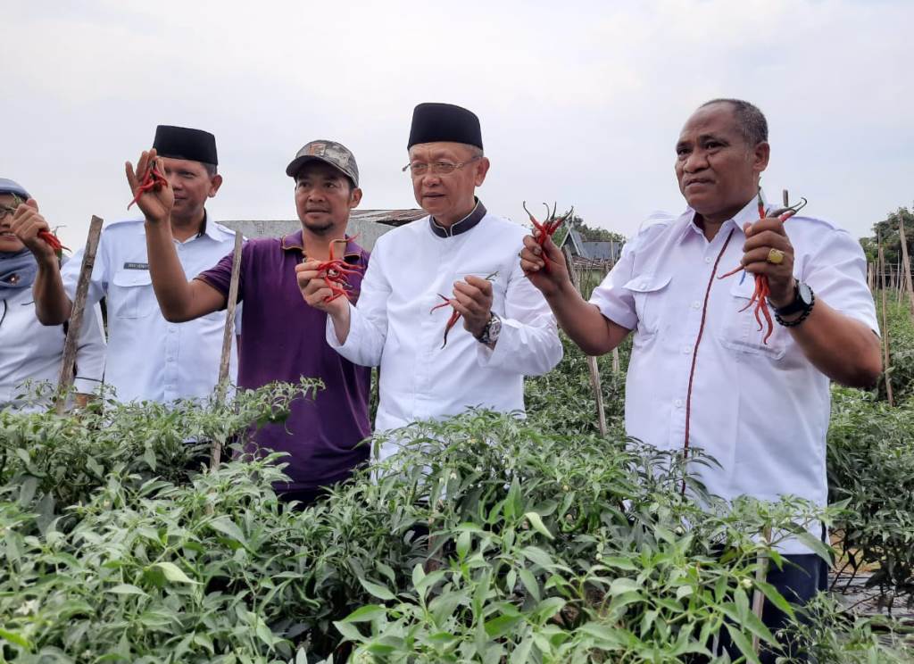 Petani cabai di Kecamatan Bukit Merau, Kabupaten Sorolangun, Provinsi Jambi, aktif berproduksi dan memanen cabai  (Foto:Dok.Kementan)