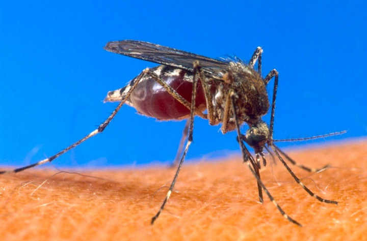 77 Persen Masyarakat Tinggal di Wilayah Bebas Malaria