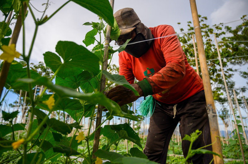 Seorang petani mengikat tanaman sayurnya ke tiang penopang di Desa Baliase Boya, Sigi, Sulawesi Tengah. ANTARA FOTO/Basri Marzuki