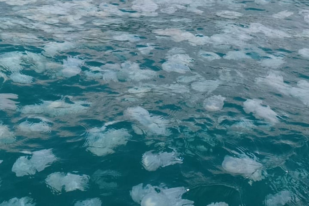 Ribuan Ubur-ubur Penuhi Perairan PLTU Paiton