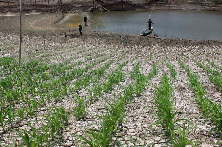 Kementan Dukung Pelibatan Lahan BUMN untuk Pertanian
