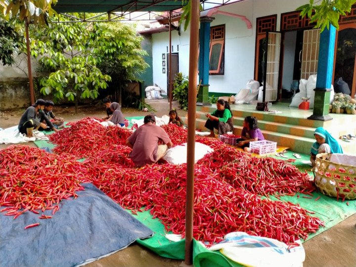 Cabai Hasil Tanam Petani Gunung Rinjani Diminati Jepang