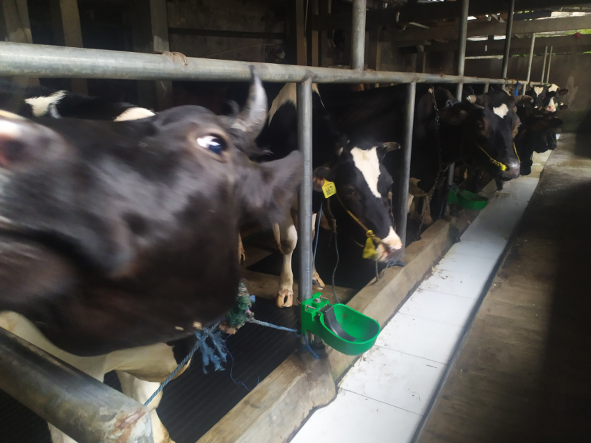 ILustrasi sapi perah. Medcom.id/ Rizky Dewantara